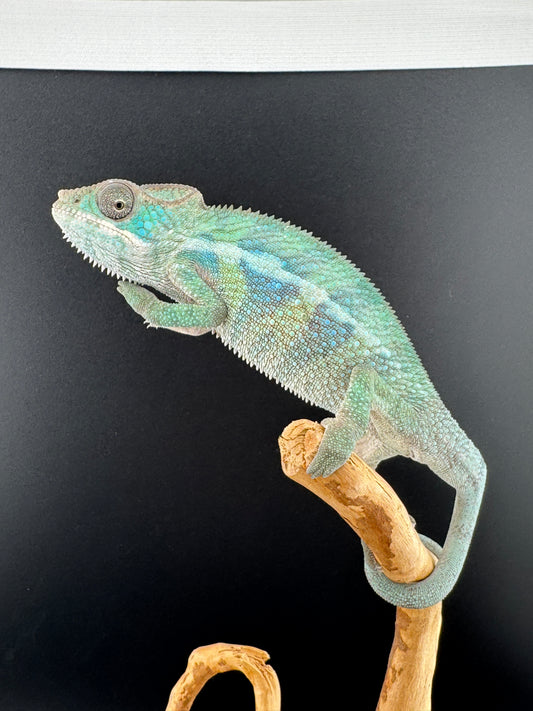 Ambilobe YBBB Male DV-17