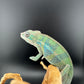 Ambilobe YBBB Male DV-14