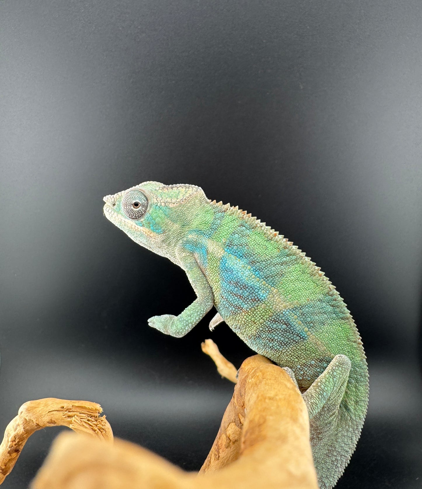 Ambilobe YBBB Male DV-14