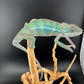 Ambilobe YBBB Male DV-14