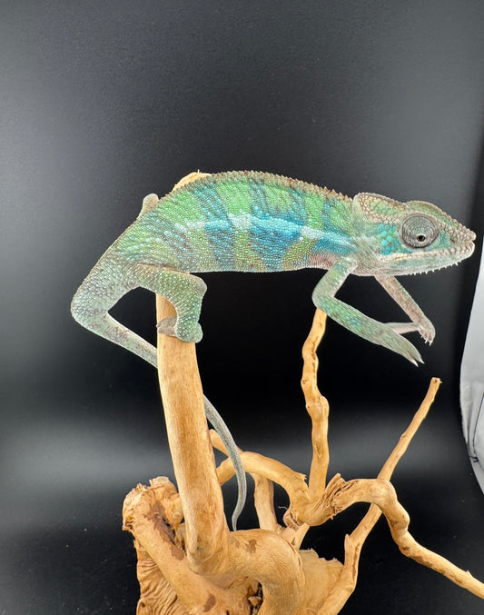 Ambilobe YBBB Male DV-14