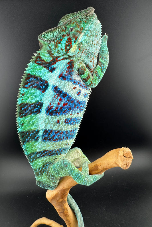 RMT-10 Ambanja Male