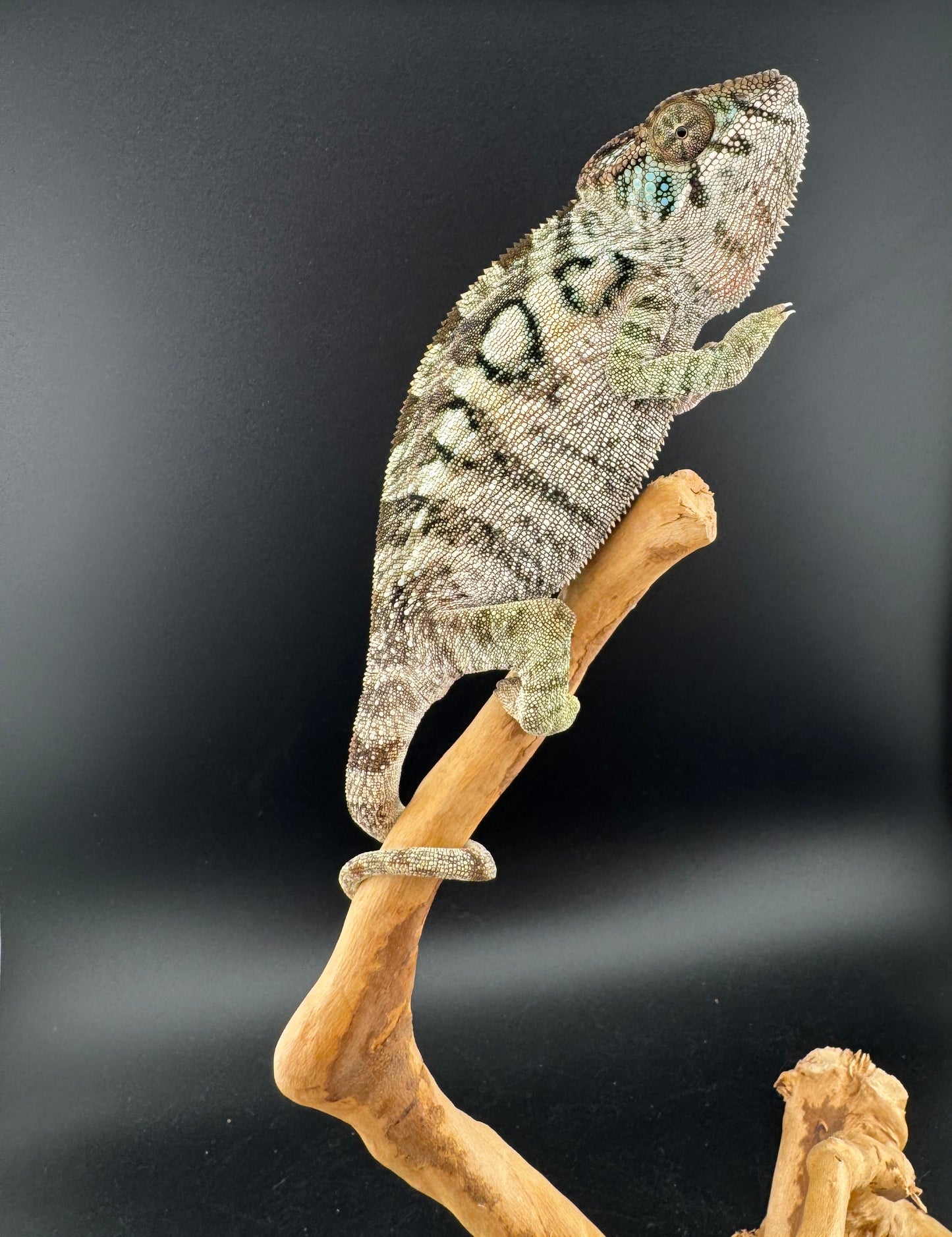 Ambilobe YBBB Female DVF-4