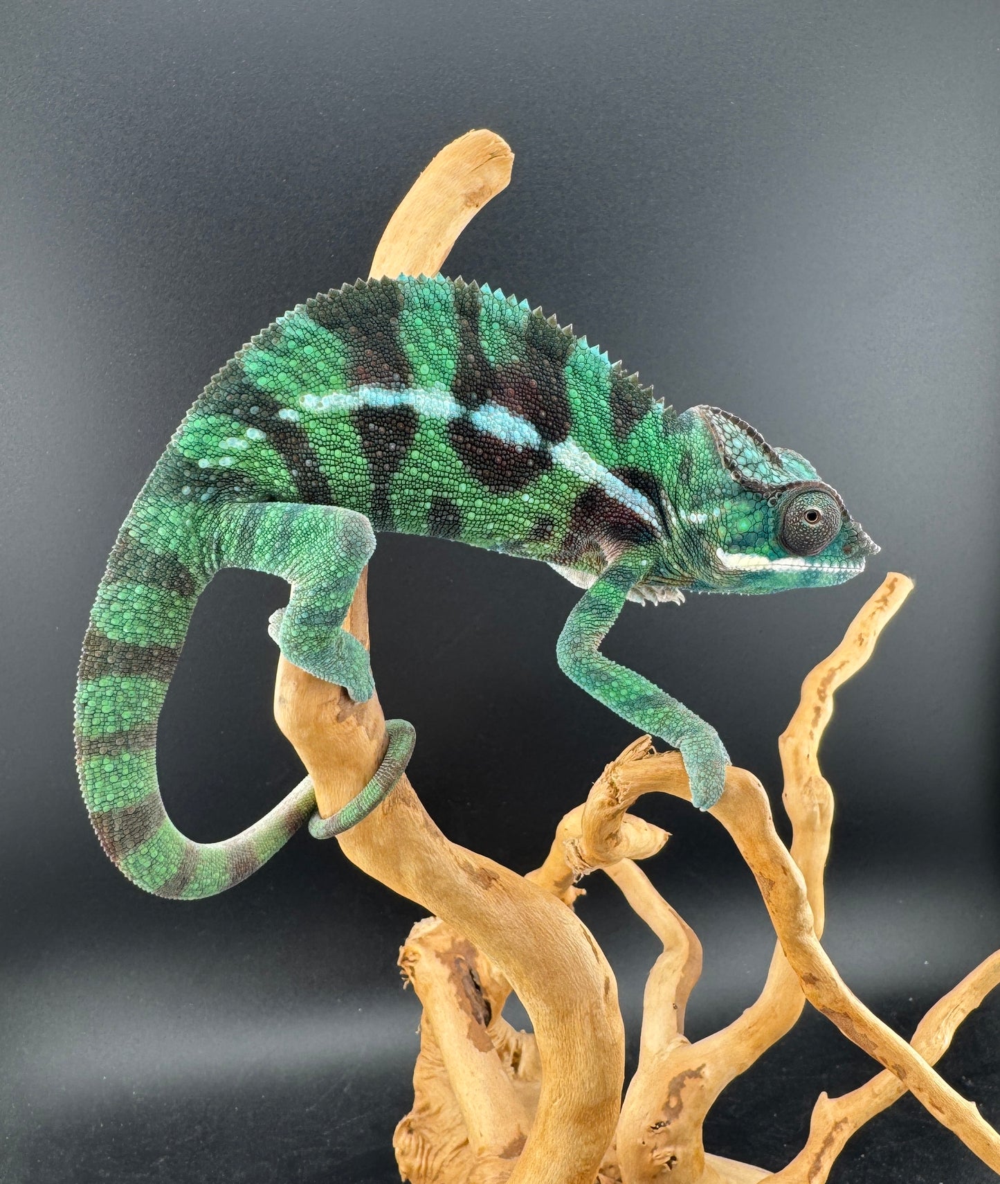 Sambava Male MSF-37 NOT SOLD OUT (Click into Listing)