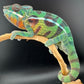 Sambava Male MSF-37 NOT SOLD OUT (Click into Listing)