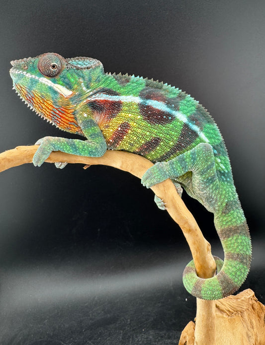 Sambava Male MSF-37 NOT SOLD OUT (Click into Listing)
