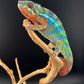Ambilobe YBBB Male DV-19