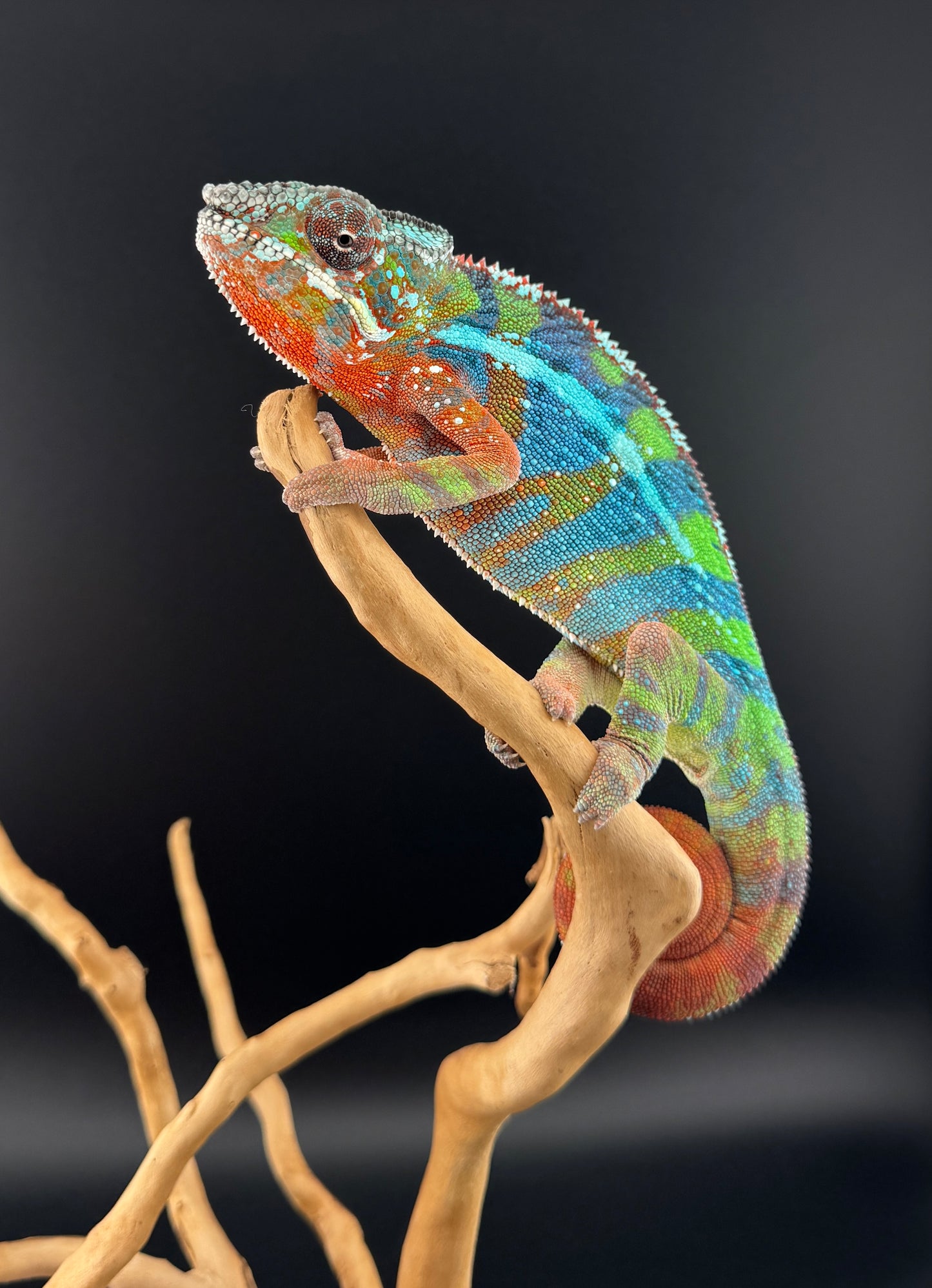 Ambilobe YBBB Male DV-19