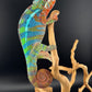 Ambilobe YBBB Male DV-19