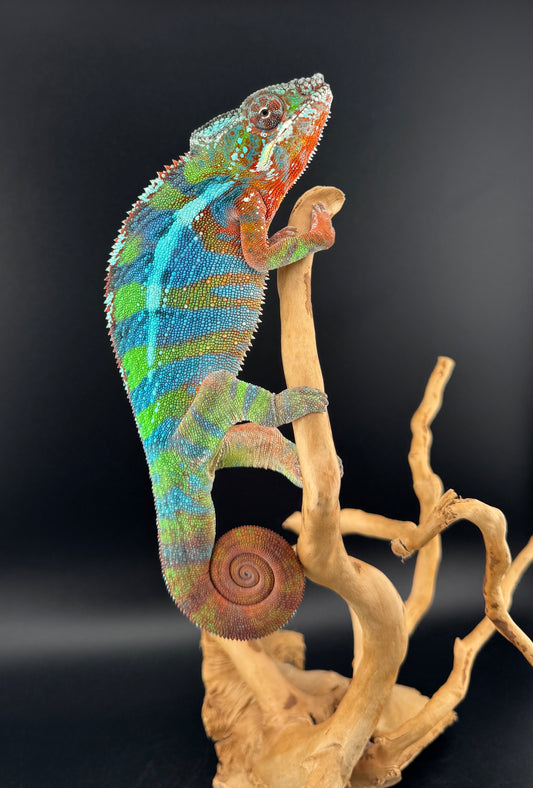 Ambilobe YBBB Male DV-19