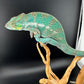 Nosy Faly Male TN-7