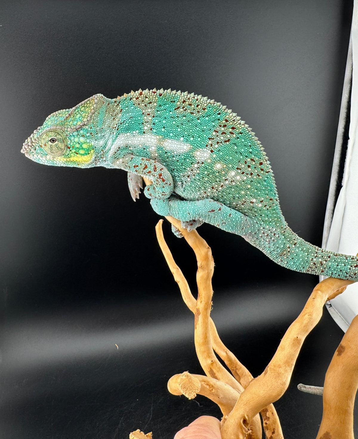 Nosy Faly Male TN-7