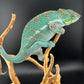 Nosy Faly Male TN-7
