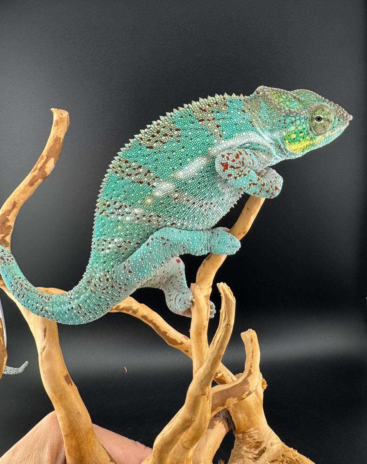 Nosy Faly Male TN-7