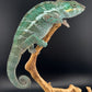 Nosy Faly Male TN-10