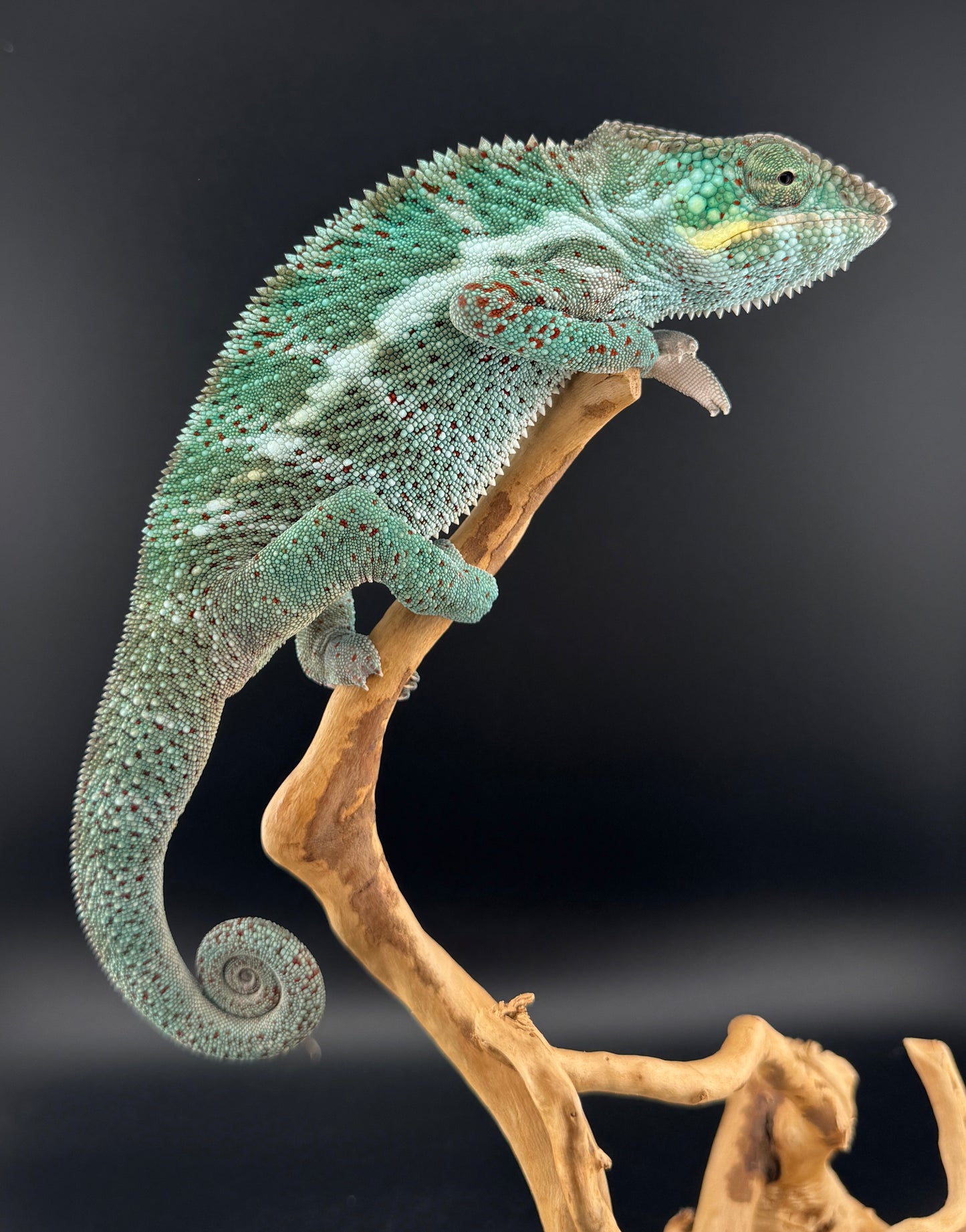 Nosy Faly Male TN-10