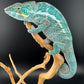 Nosy Faly Male TN-10