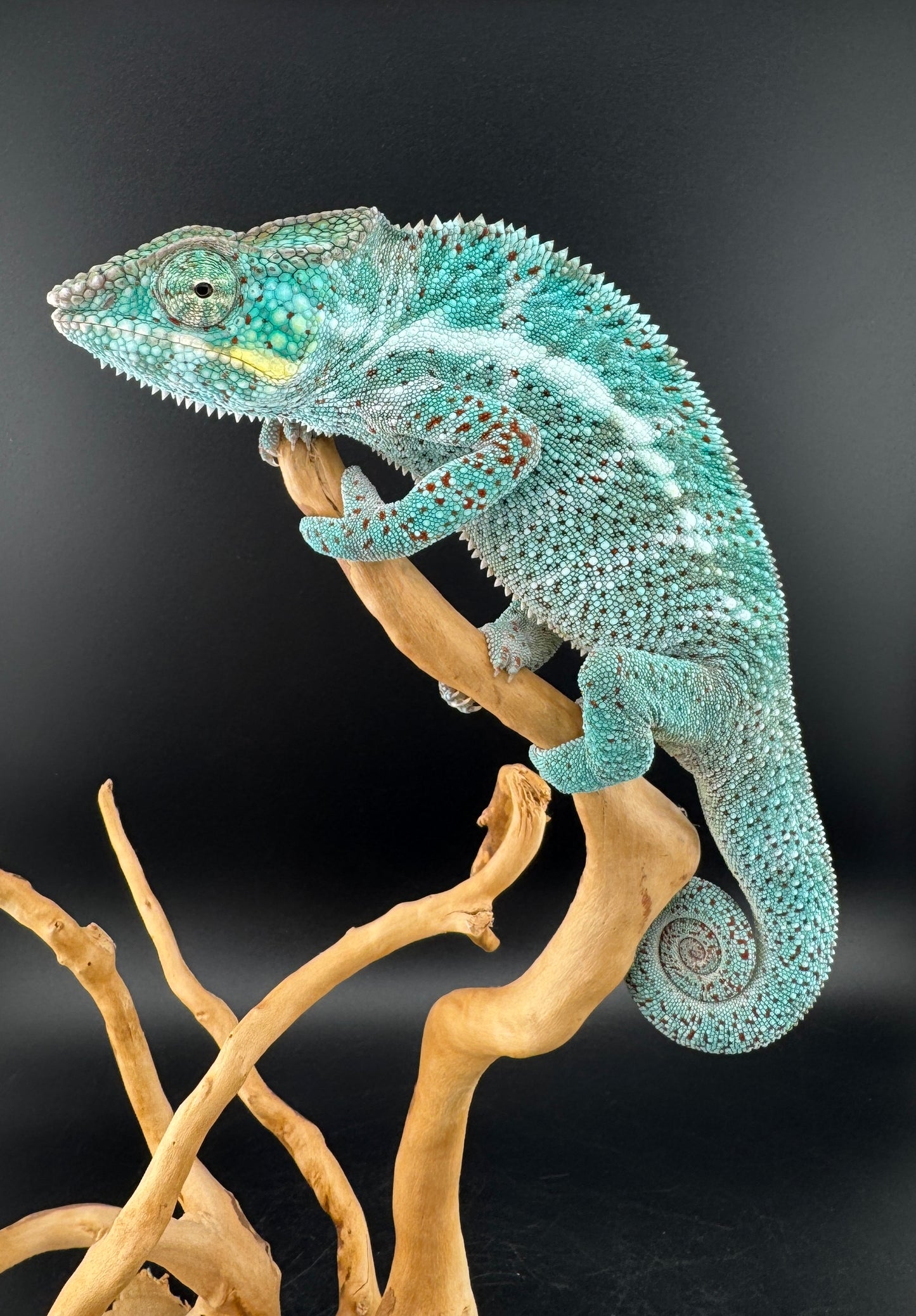 Nosy Faly Male TN-10