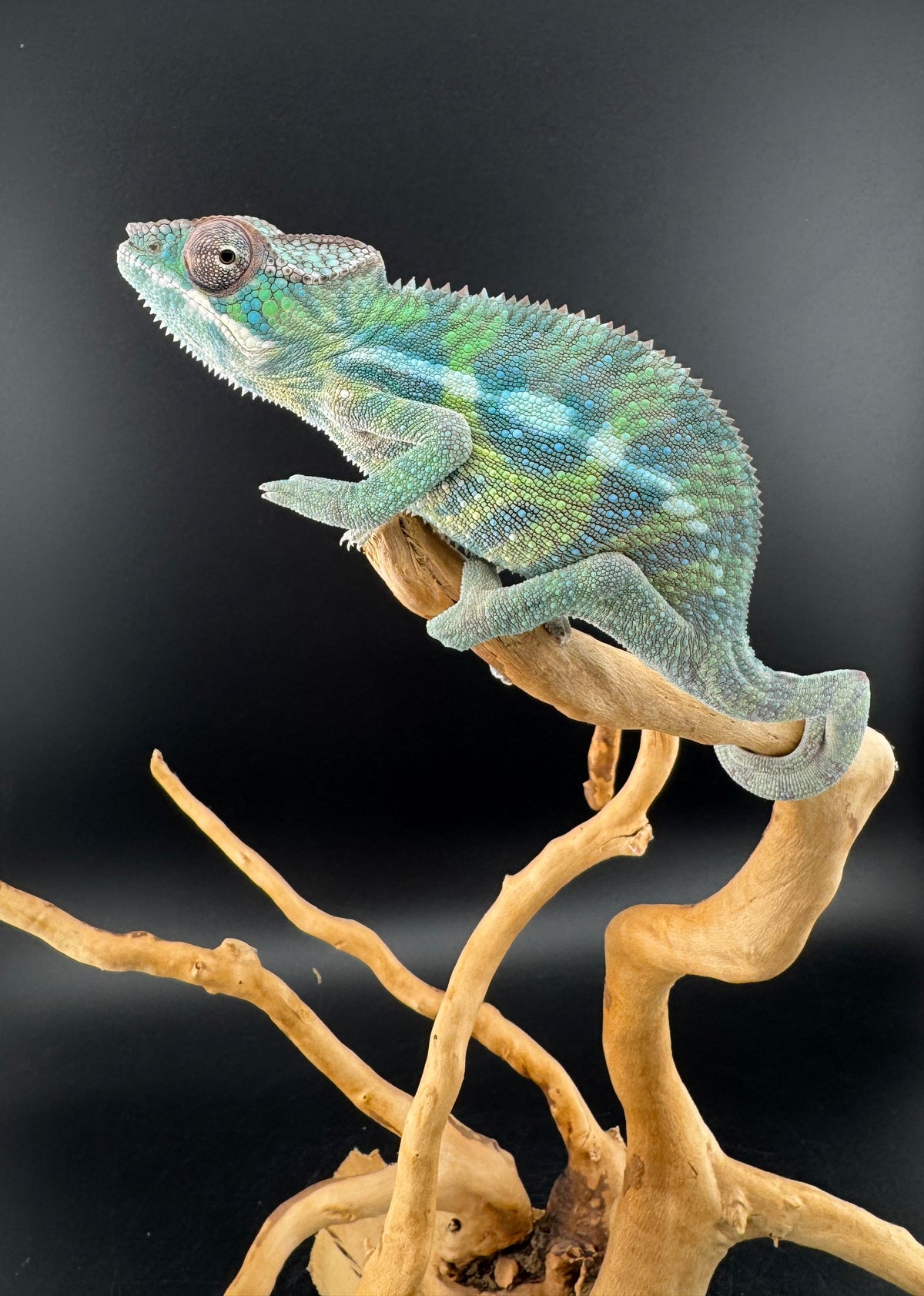 Sambava Male MSF-42
