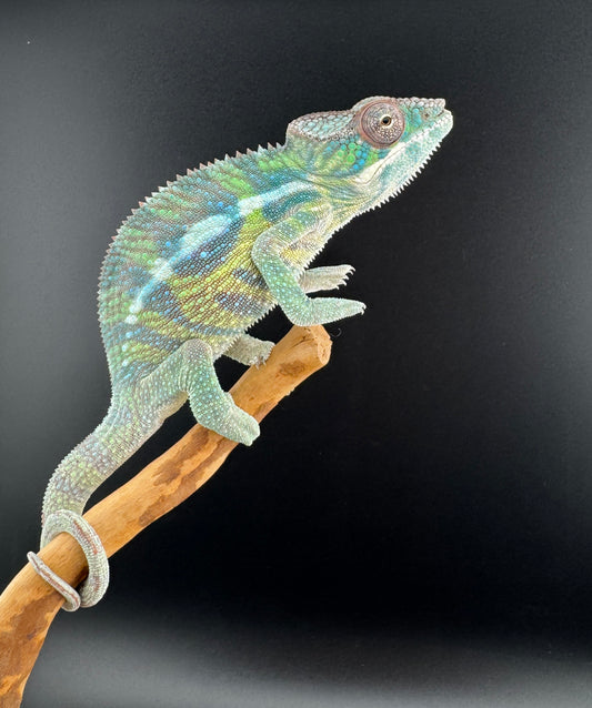 Sambava Male MSF-42 NOT SOLD OUT (Click into Listing)