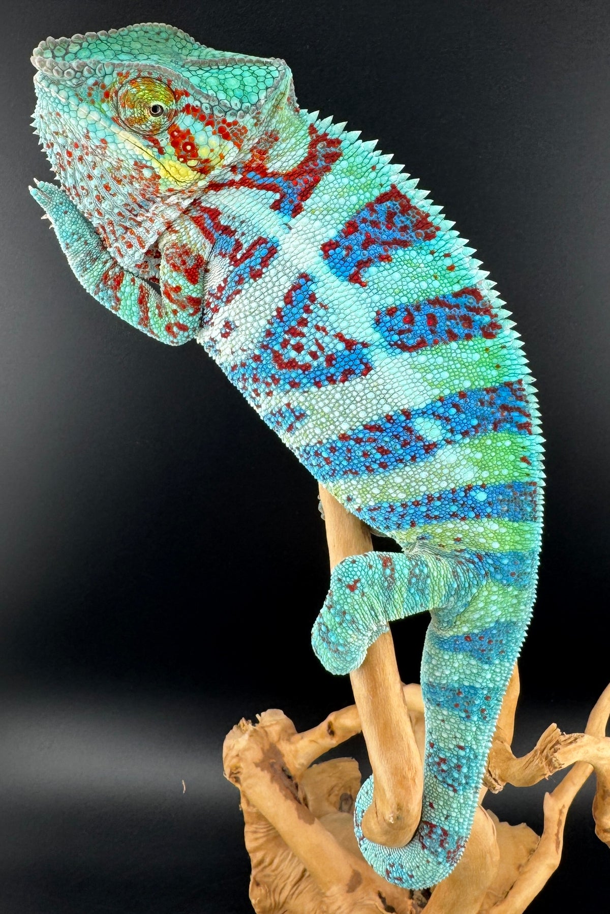 RMT-10 Ambanja Male