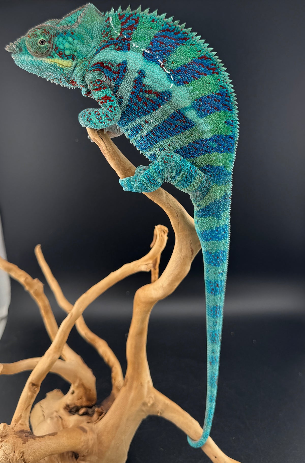 RMT-8 Ambanja Male