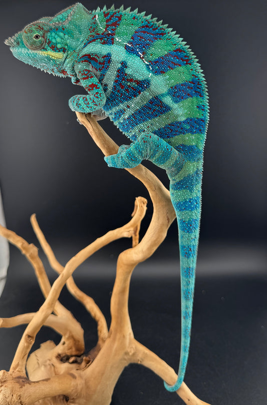 RMT-8 Ambanja Male