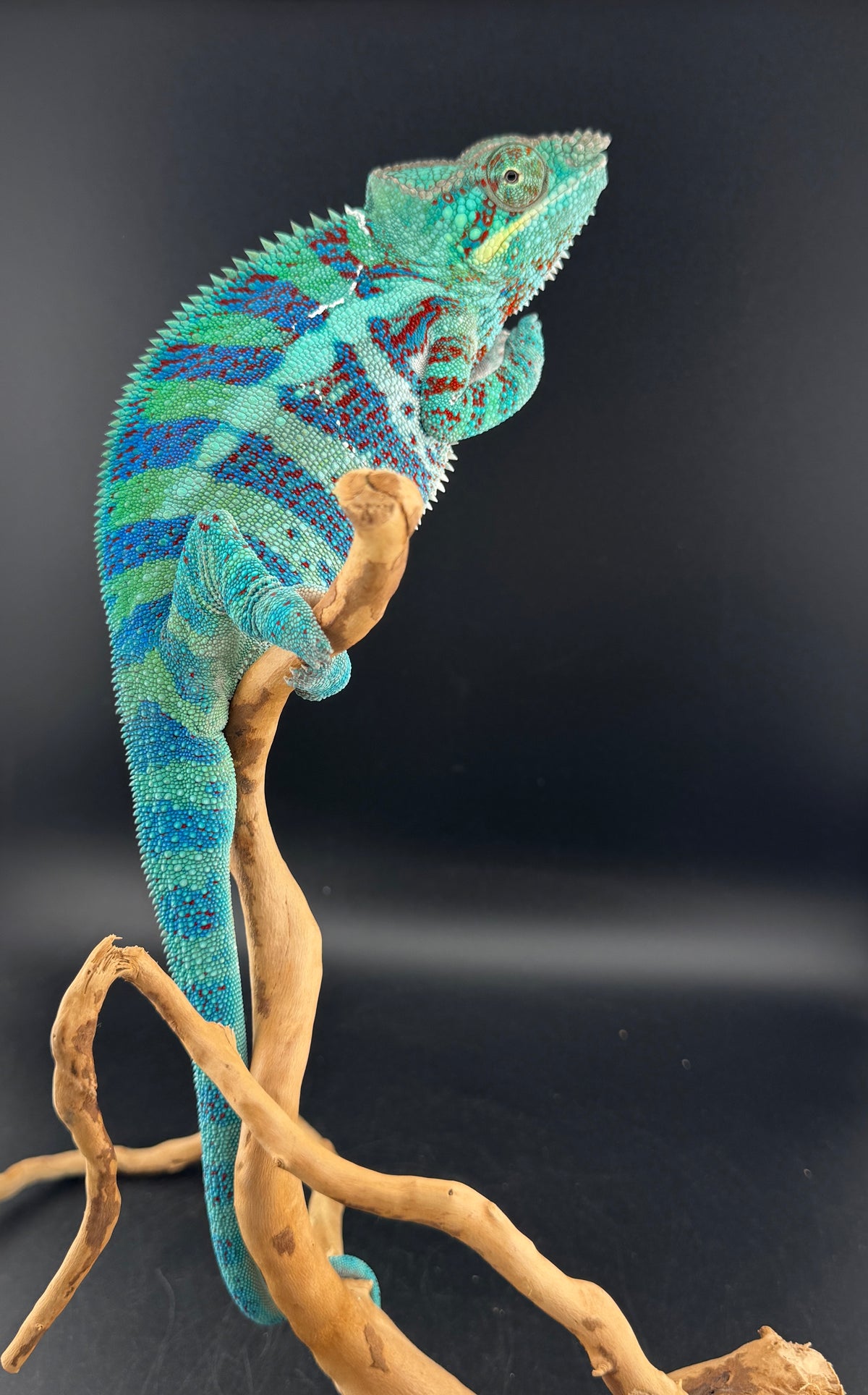 RMT-8 Ambanja Male