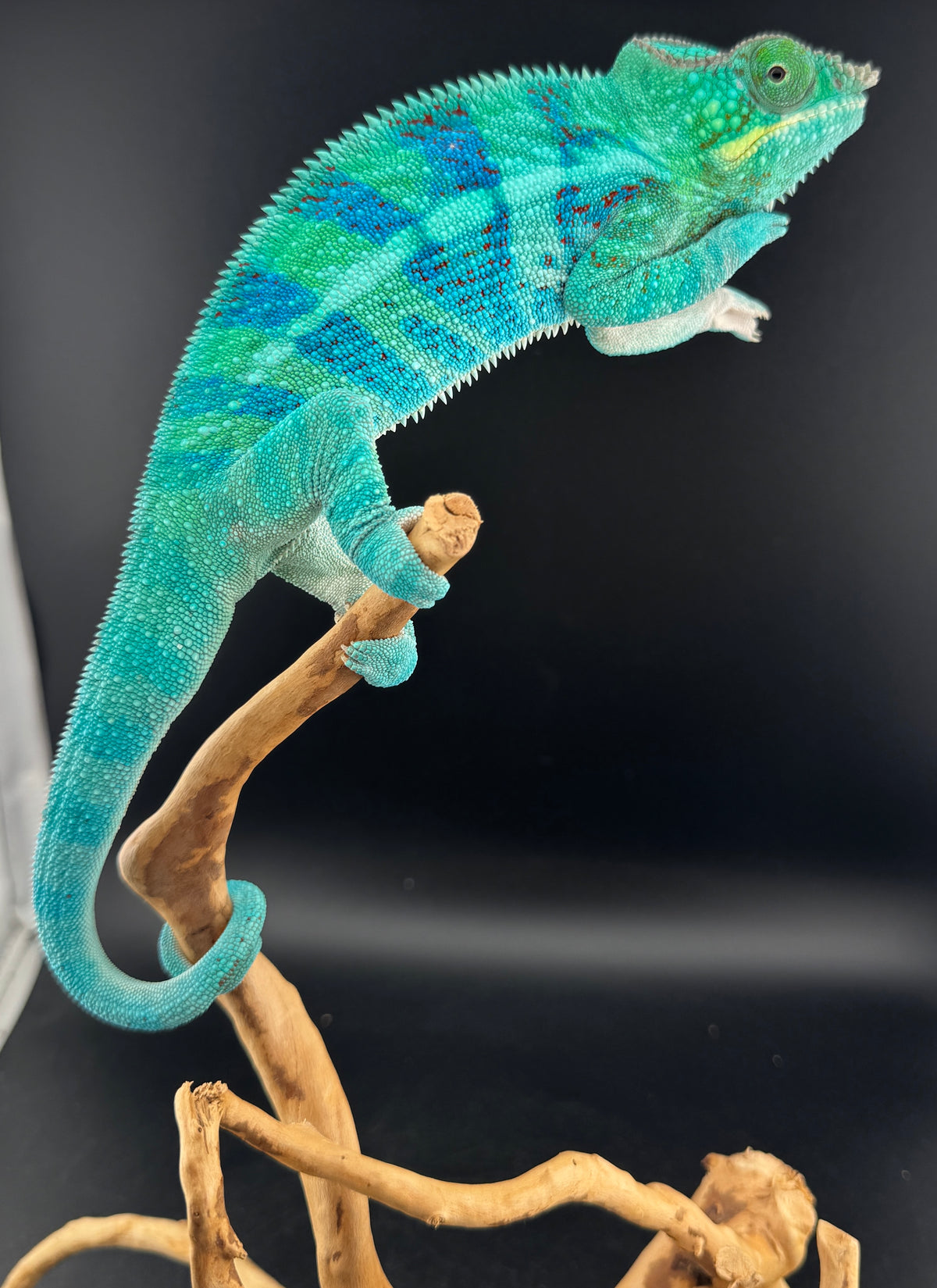 RMT-13 Ambanja Male