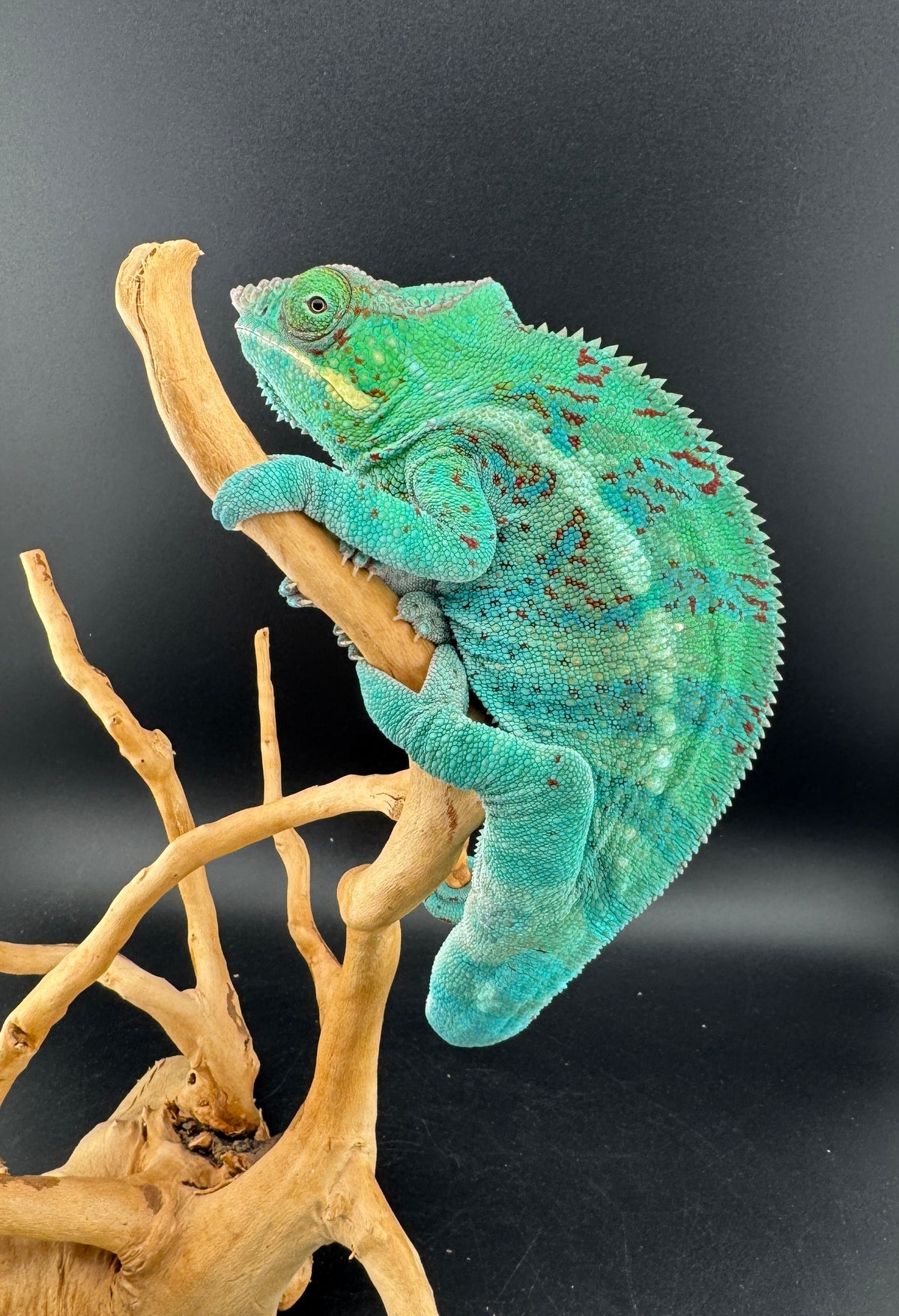 RMT-3 Ambanja Male