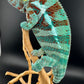 JM-5 Ambanja Male