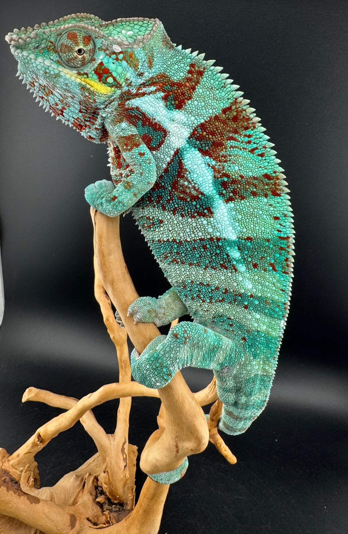 JM-5 Ambanja Male