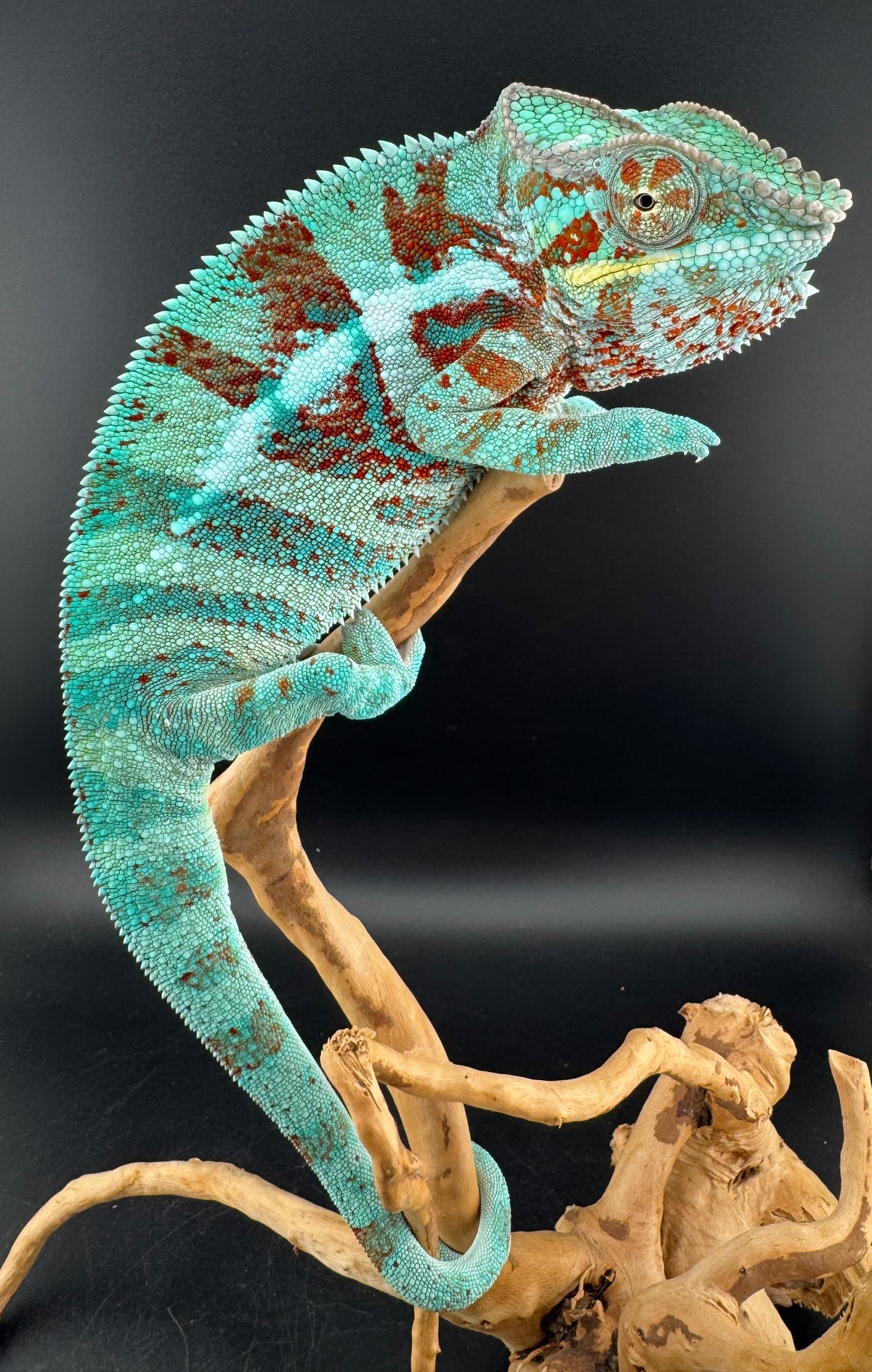 JM-5 Ambanja Male