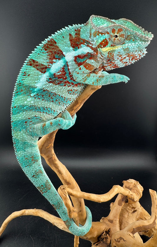 JM-5 Ambanja Male