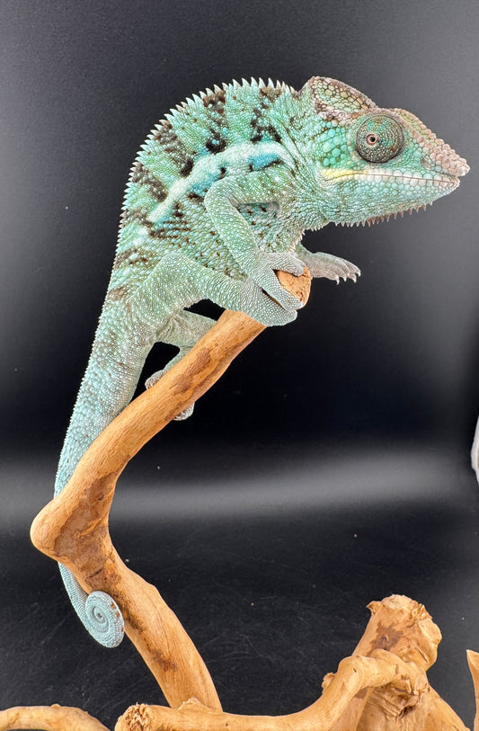 TY-2 Ambanja Male