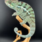 TY-2 Ambanja Male