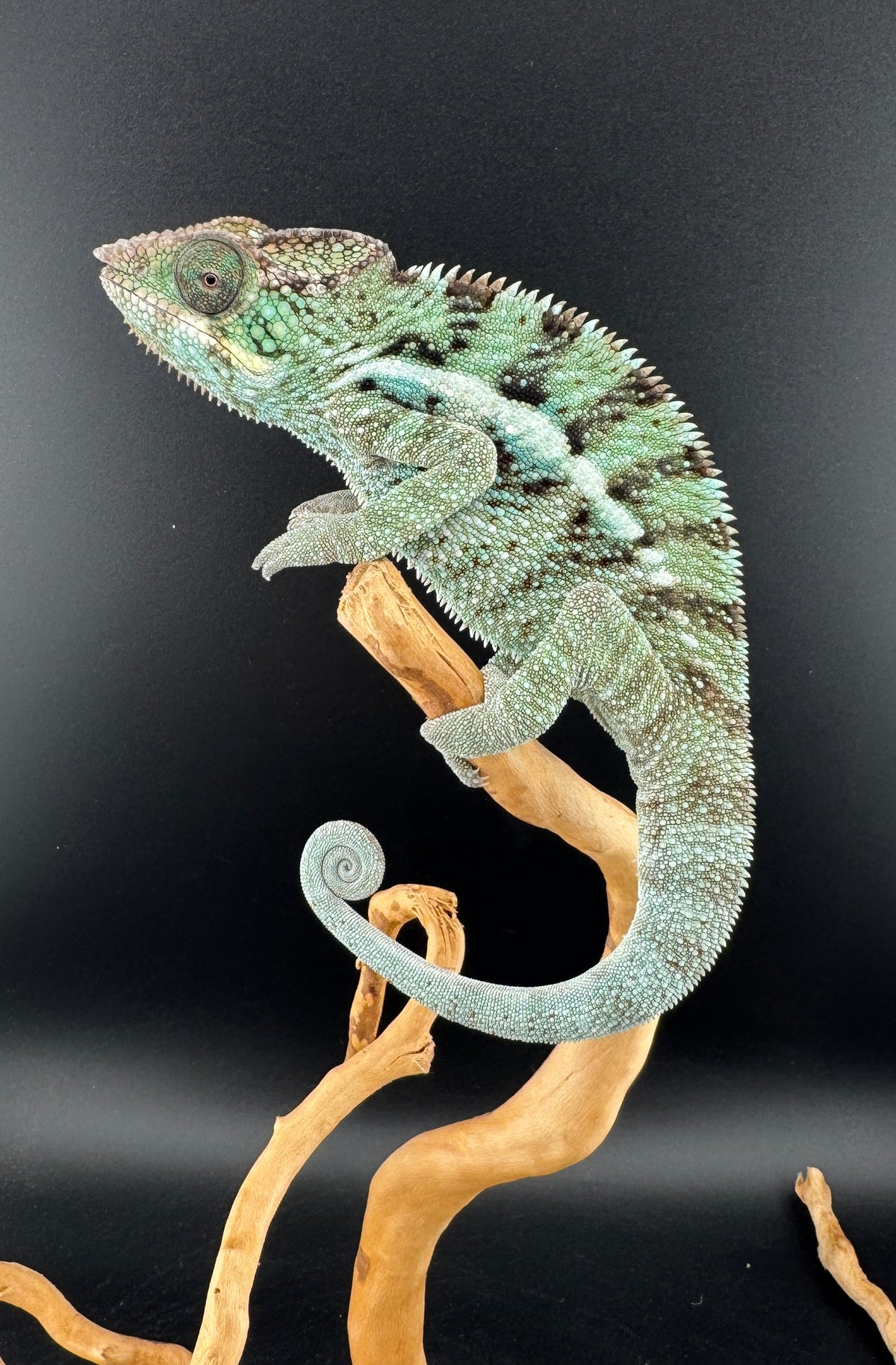 TY-2 Ambanja Male