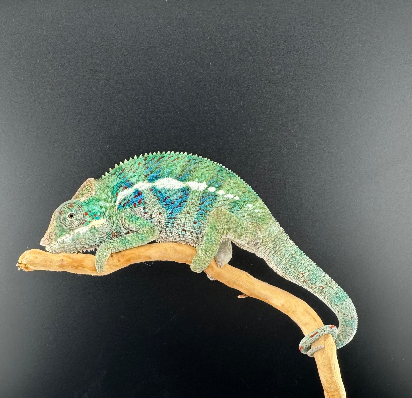 RMT-11 Ambanja Male