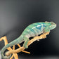 RMT-11 Ambanja Male