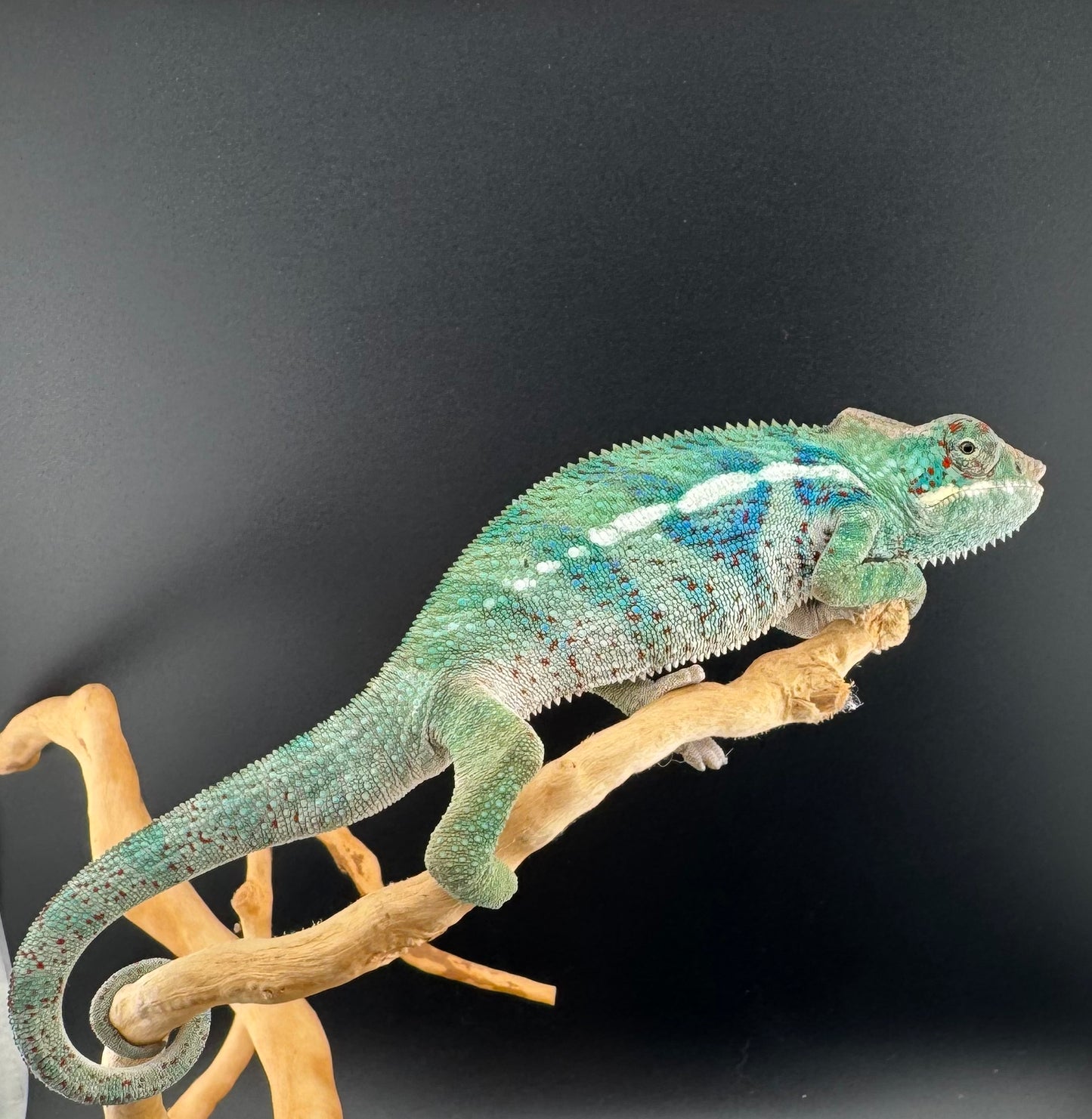 RMT-11 Ambanja Male