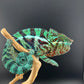 RMT-2 Ambanja Male