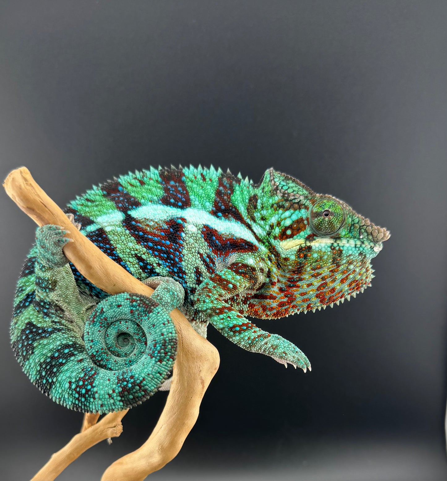 RMT-2 Ambanja Male