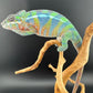 Ambilobe YBBB Male DV-18