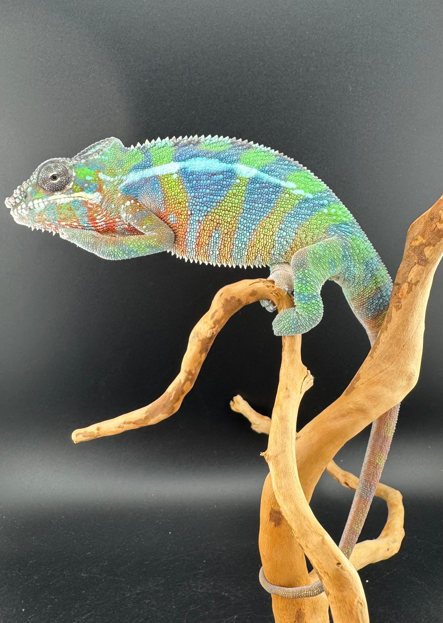 Ambilobe YBBB Male DV-18