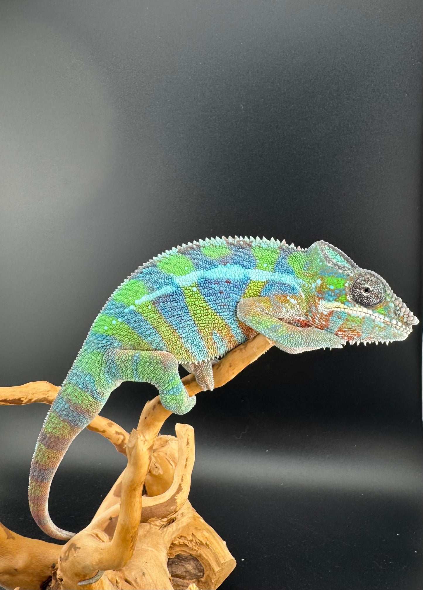 Ambilobe YBBB Male DV-18