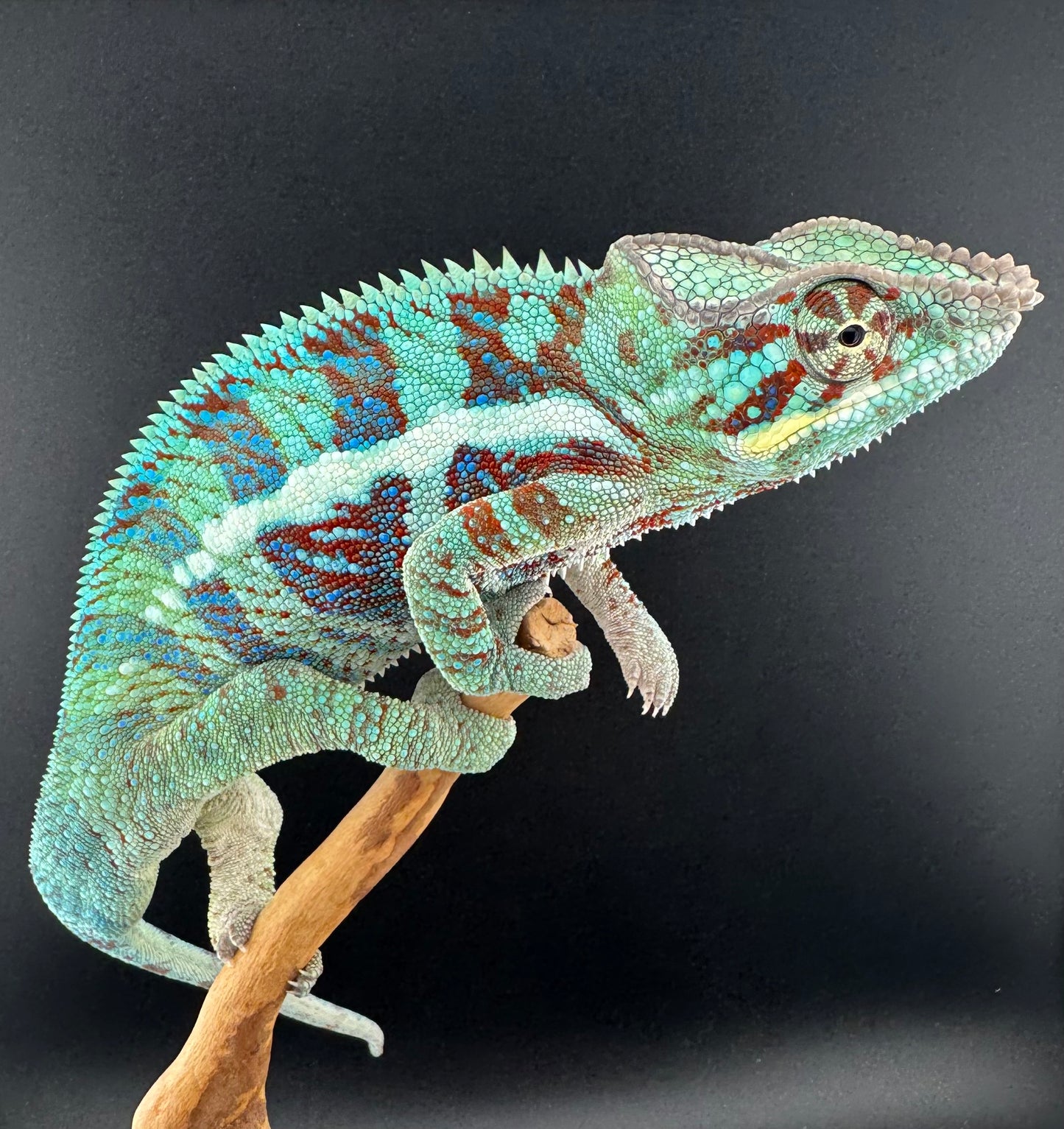 RMT-9 Ambanja Male