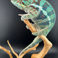RMT-9 Ambanja Male