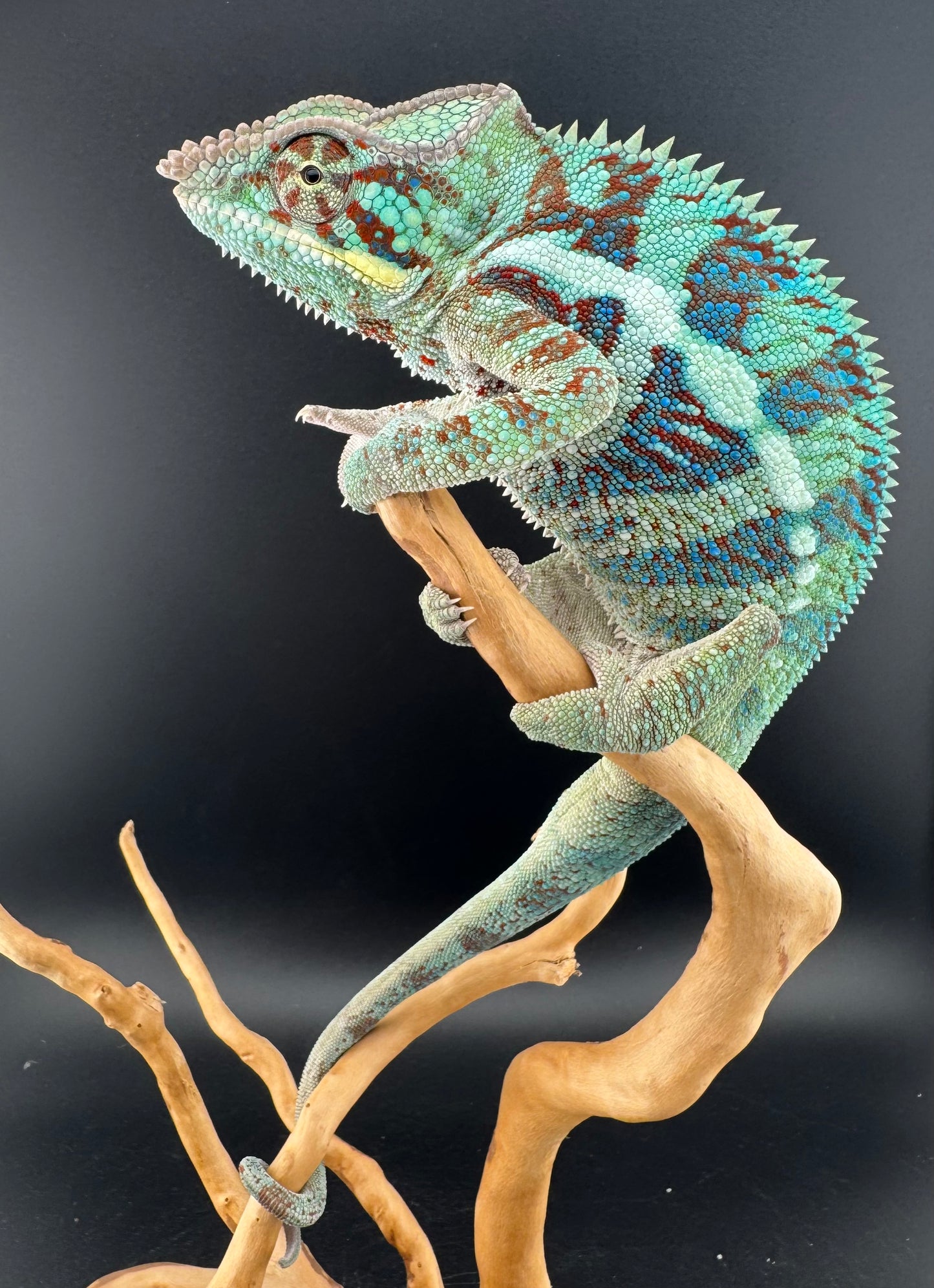 RMT-9 Ambanja Male