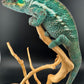 Nosy Faly Male TN-12