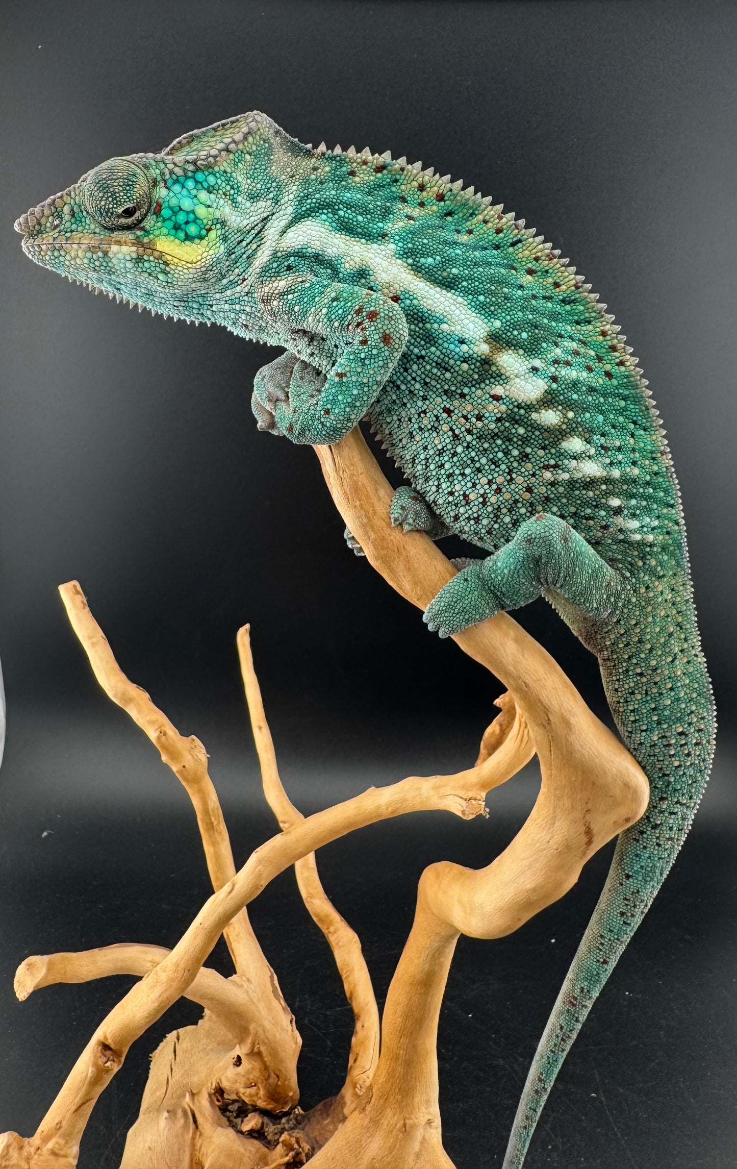 Nosy Faly Male TN-12